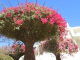 azalea