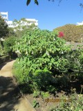 datura