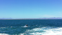 Walvis in hermanus