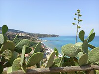 Tropea