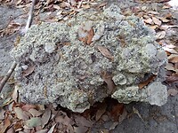 Sediment