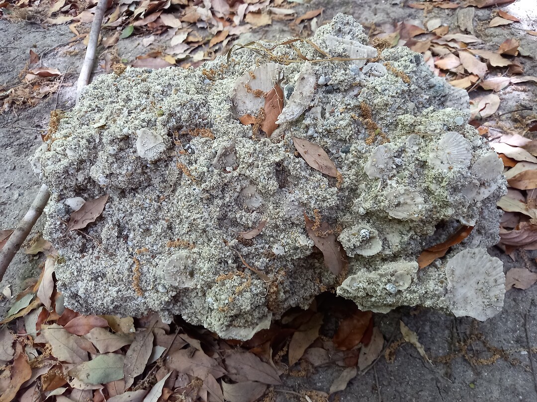 Sediment