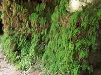 Grotte di Tremusa