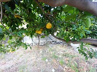 Mijn tuin grape fruit