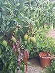 Mijn tuin mango s