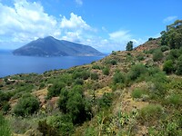 Paranea