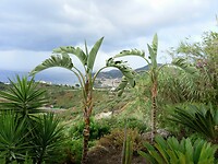 Lipari