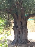 Monumentale bomen!?