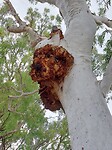 Burl- vergroeiing