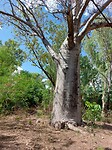 Baobab
