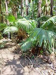 Zebedee springs
