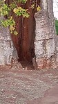 Deze boom is helemaal hol
