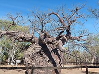 De Prison tree in Derby