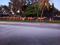 Broome