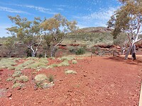 Karijiny spinifex