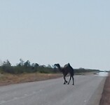 Oversteken groot wild..