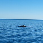 Humpback whale