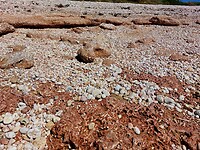 Pebble beach