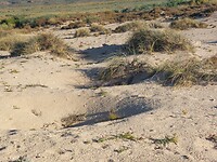 Nestkuilen