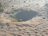 Nest