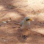 Deze vogel kwam op tafel zitten