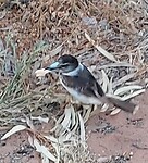 De kookaburra (lachvogel) zat voor mijn deur