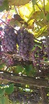 IMG_20240913_135221279