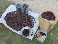 Cacao, krijg je energie van!