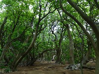 Lady Musgrave Island