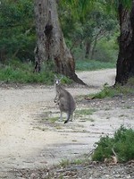 Kangoeroe