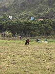 Viet Hai
