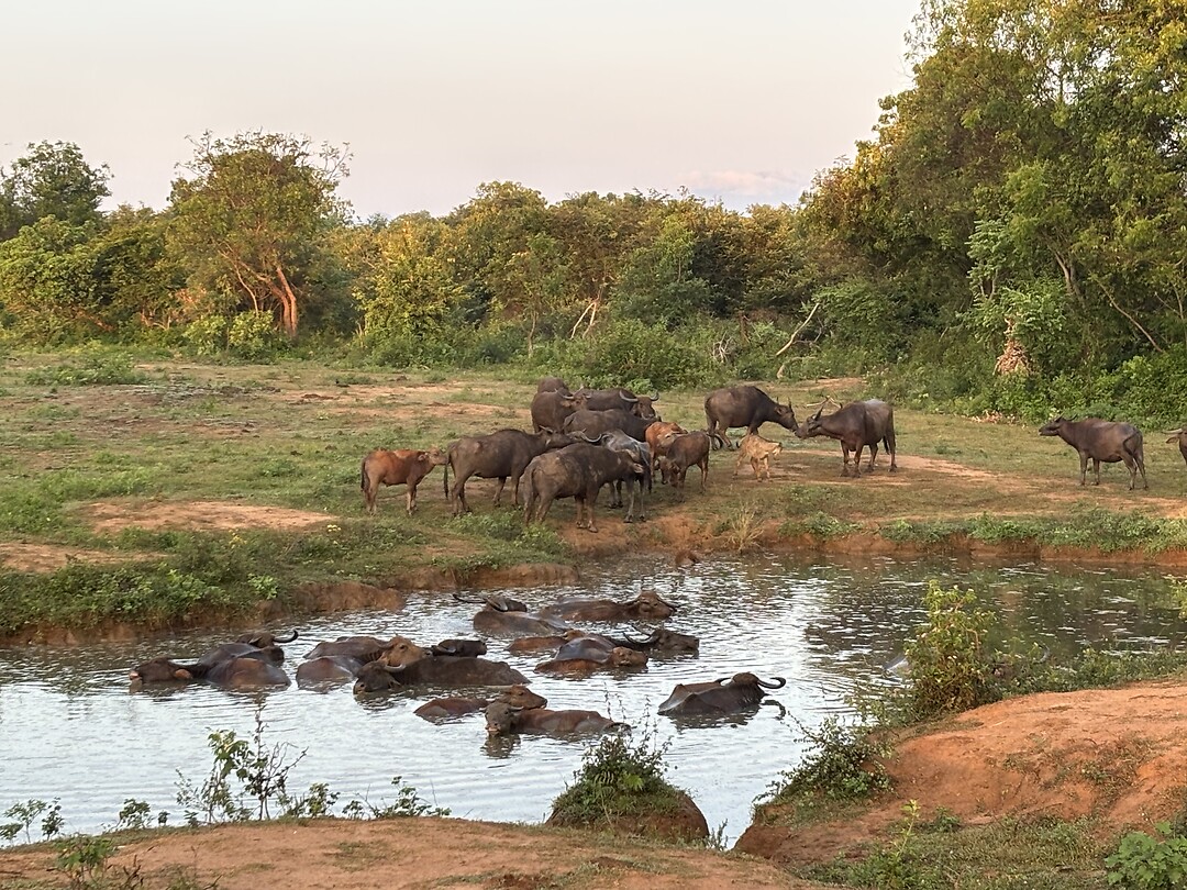 Waterbuffels
