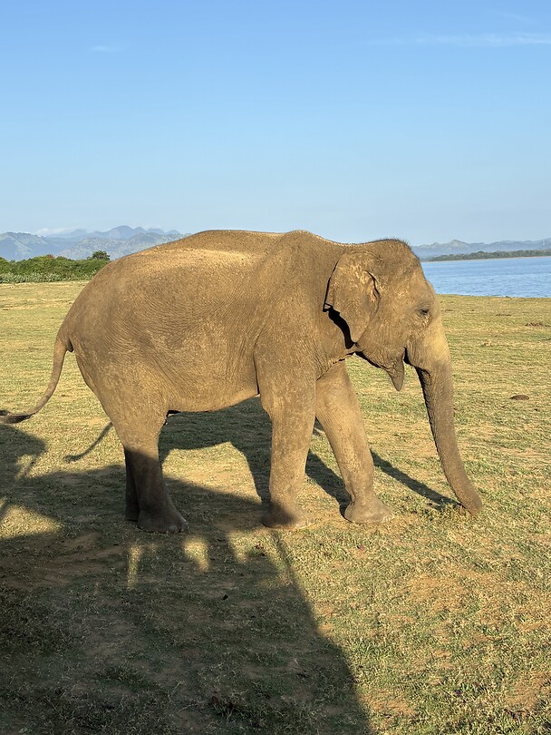 Olifant
