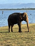 Olifant