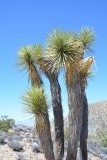 Joshua Tree