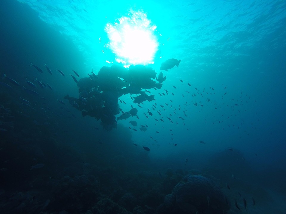 Grote school Parrotfish