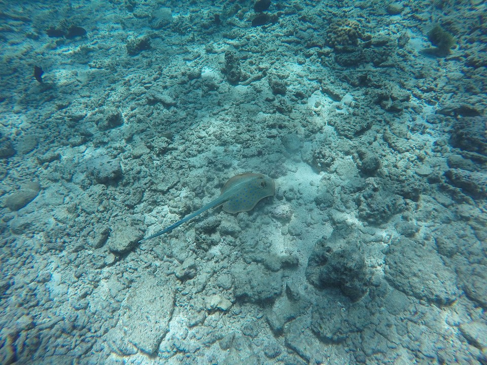 Blue-spotted ray