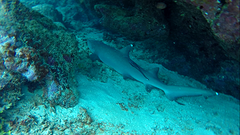 Shark...