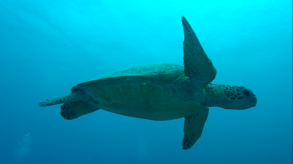 Turtle