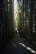 Paronella Park