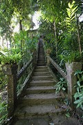 Jungle-stairs