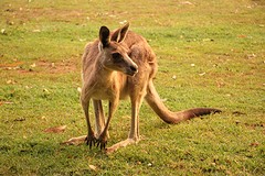 Kangaroes op de camping