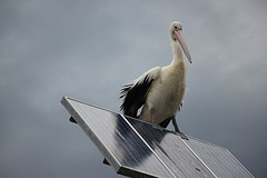 Pelikaan