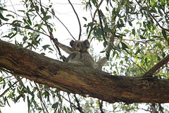 Slapende drop bear