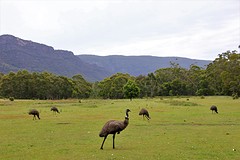 Emus vanaf de tent (Grampians)