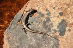 Een Lizard