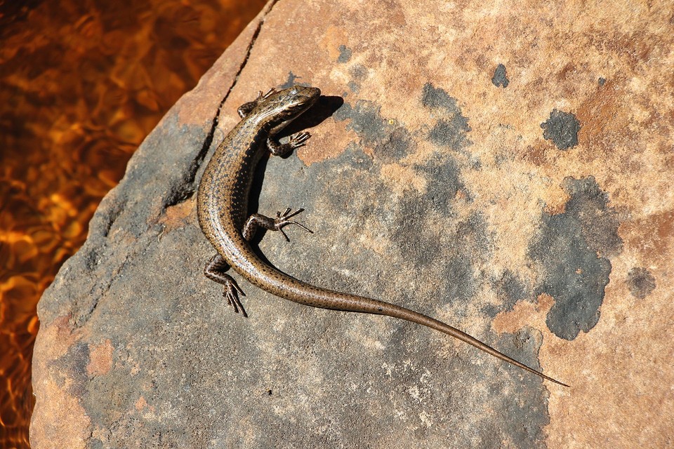 Een Lizard