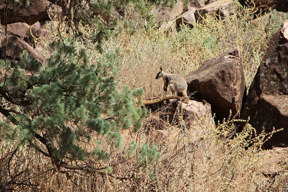 Yellow-tailed Rock Wallibi
