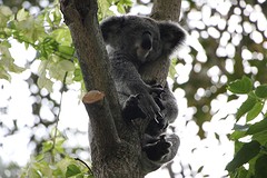 Koala's