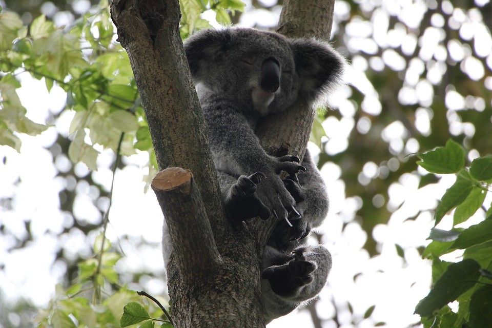 Koala's